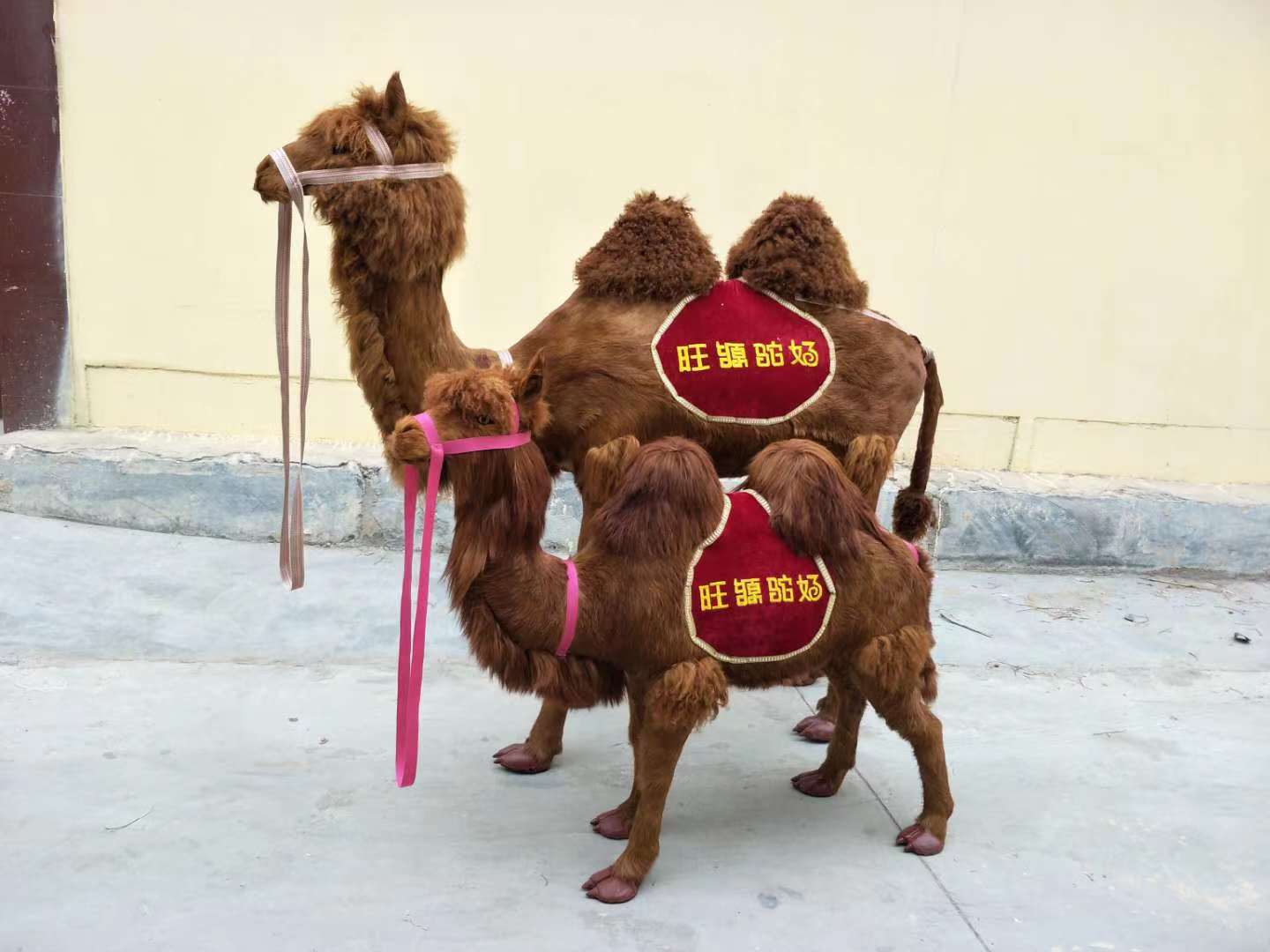 对于广州仿真骆驼怎么护理